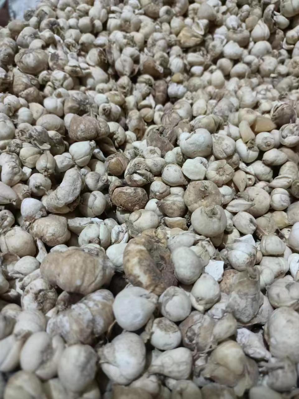 如何办理贝母进口清关流程？
